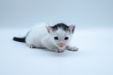 Asian cat on white background. closeup cute pet kitten portrait on clean white background