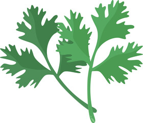 Celery leaf illustration