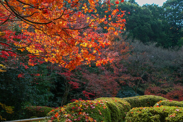 kyoto,Japan - November 27, 2017 : The beautiful Shisendo temple sand park in the fall foliage...