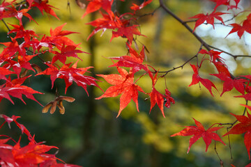 kyoto,Japan - November 27, 2017 : The beautiful Shisendo temple sand park in the fall foliage season is a favorite place for tourists to take photos.