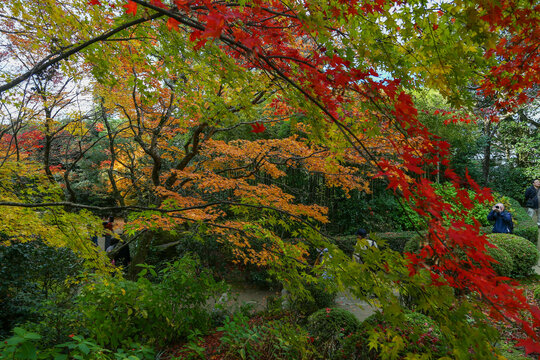 kyoto,Japan - November 27, 2017 : The beautiful Shisendo temple sand park in the fall foliage season is a favorite place for tourists to take photos.