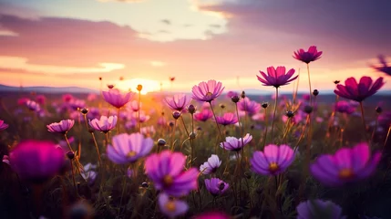 Fototapeten Sunset over a field of cosmos flowers © SA_Stock