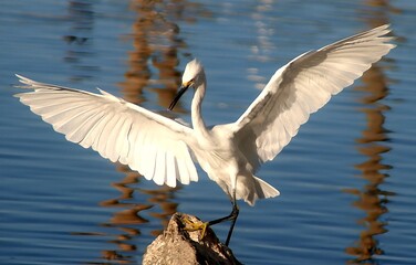 Snowy Egret Spreading Its Wings