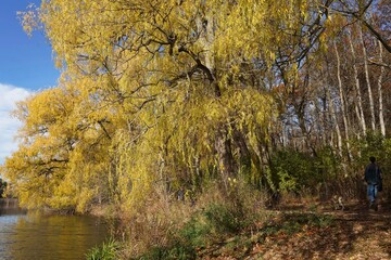Obraz premium Willow trees changing to a golden color in autumn, beside a river