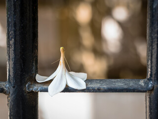A lone flower standing on a railing as it is waiting for someone