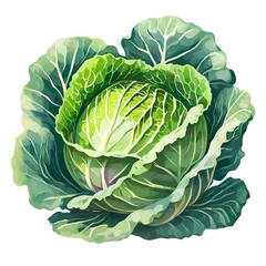 Obraz premium Fresh cabbage isolated on white background.