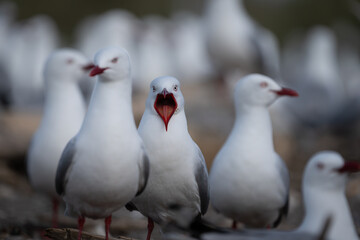 Red billed gulls on Maketu spit at nesting