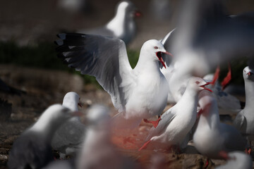 Rid billed gulls on Maketu spit at nesting time in Bay of Plenty.