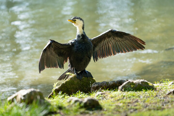 Wet shag drying spread wings , McLaren Falls wildlife