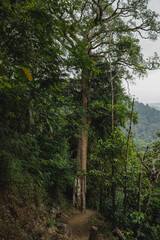 a very cool hill view in the morning supported by slightly cloudy weather 