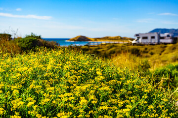 Flowers on coast and camper rv camp on beach in the distance - obrazy, fototapety, plakaty