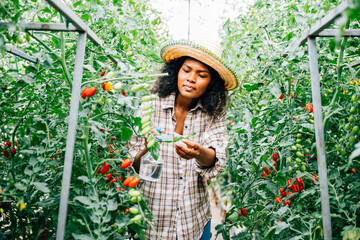 In the greenhouse a Black woman farmer tends to tomato seedlings spraying water for growth and care. Holding a bottle she ensures plant protection and freshness in this outdoor farming environment.