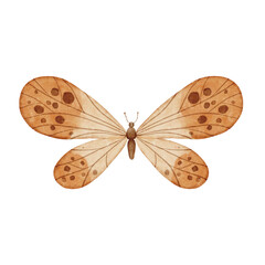 Watercolor abstract butterfly isolated on white background. Brown butterfly hand drawn illustration