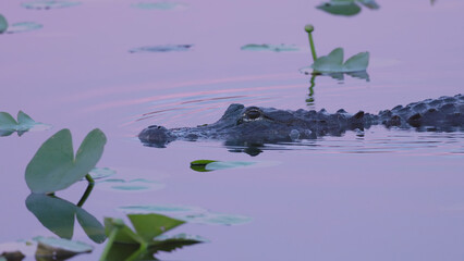 sunset shot of a small american alligator swimming at the everglades