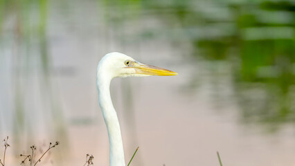 extreme close up of the head of a great egret at the everglades