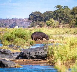 Naklejka na ściany i meble Wild Hippopotamus close ups in Kruger National Park, South Africa