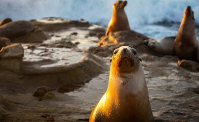 Unhappy Sea Lion Glaring at You