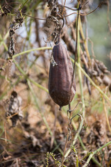 Close up of dried ridge gourd