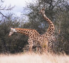 Wild Giraffe close ups in Kruger National Park, South Africa