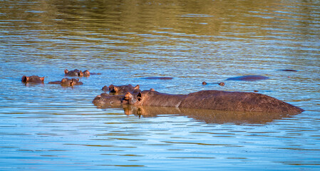 Fototapeta premium Wild Hippopotamus close ups in Kruger National Park, South Africa