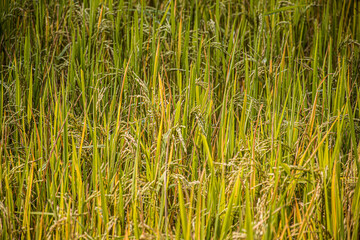 Rice plant in paddy field in Thailand,Close up of green paddy rice plant,Rice plants closeup in autumn