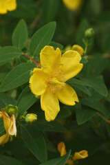 Fototapeta na wymiar Vertical closeup on a fresh yellow St. John's wort Hypericum perforatum flower outdoors