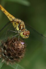 Closeup on a Common European darter dragonfly, Sympetrum striolatum perched on vegetation