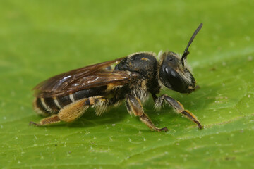 Closeup on a female of the rare Wilke's mining bee, Andrena wilkella, a specialist on clover, sitting on a green leaf © Henk