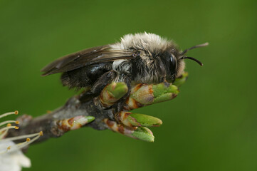 Closeup on a female Grey-backed mining bee, Andrena vaga, sitting on top of a twig