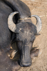 Obraz premium Murrah buffalo (Bubalus bubalis) close head view