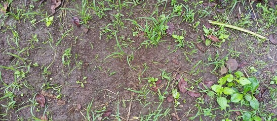 small plants on the ground