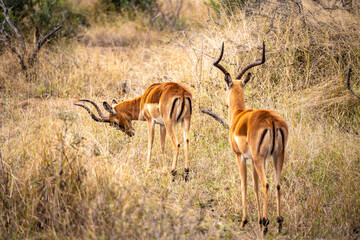 Wild impala close ups in Kruger National Park, South Africa