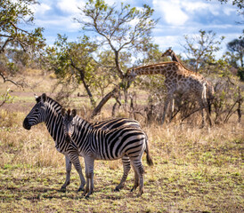 Fototapeta na wymiar Wild zebra close ups in Kruger National Park, South Africa