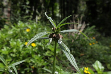 Fototapeta premium A ceylon slitwort twig that is flowering has a small nest of Red imported fire ants
