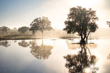 Savannah pond in the morning fog in Kruger National Park, South Africa