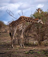 Wild Giraffe close ups in Kruger National Park, South Africa