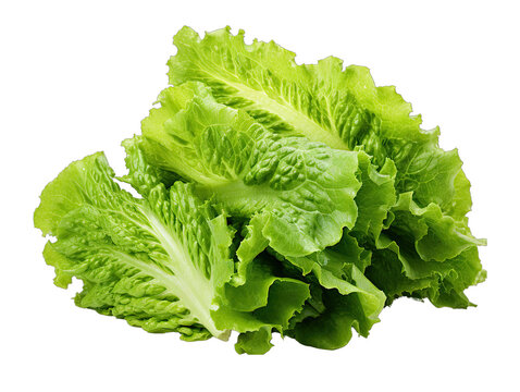 Fresh Lettuce Leaf Isolated on Transparent or White Background, PNG