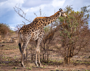Wild Giraffe close ups in Kruger National Park, South Africa