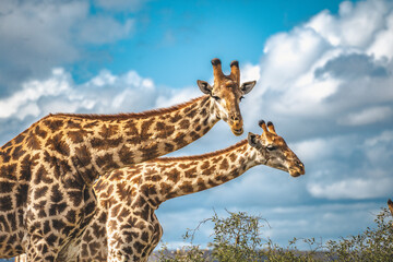 Wild Giraffe close ups in Kruger National Park, South Africa - obrazy, fototapety, plakaty