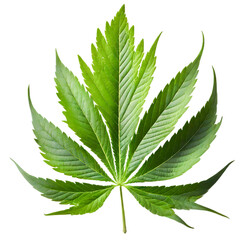 solated Mariuhana leaf on white background