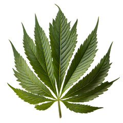 solated Mariuhana leaf on white background