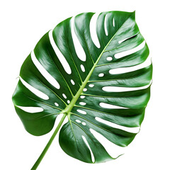 Isolated monstera leaf on white background. Monstera leaf, tropical evergreen plant isolated on white background
