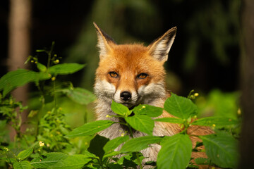 red fox in the forest