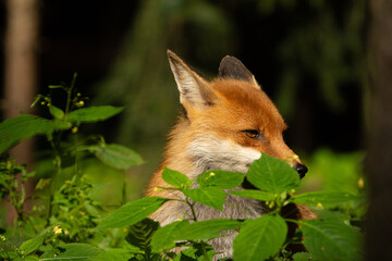 Fototapeta premium red fox in the woods