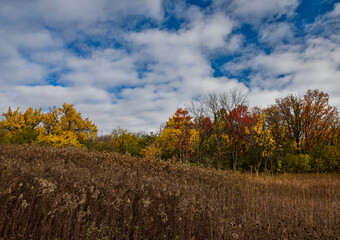 Naklejka premium 710-44 Autumn Meadow