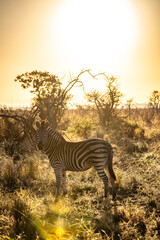 Fototapeta premium Wild zebra close ups in Kruger National Park, South Africa