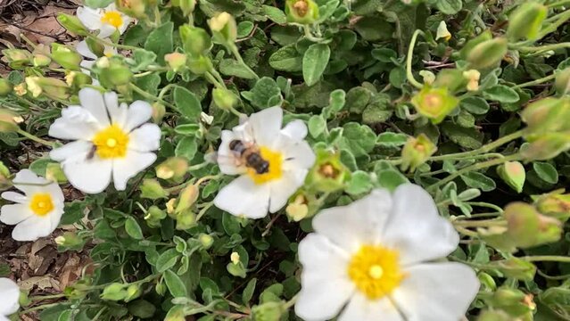 A diligent bee gracefully gathers nectar from the delicate white petals of Salvia cistus, revealing nature's dance between pollinators and floral splendor.