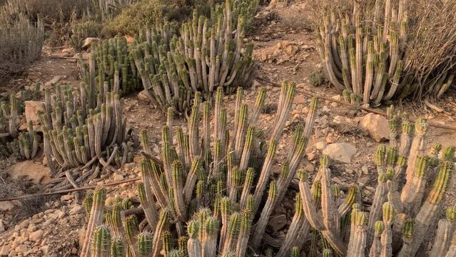 Euphorbia Echinus Cactus: A desert plant thriving in Morocco's southern mountains, providing bees with nectar for premium, high-quality honey and high price."