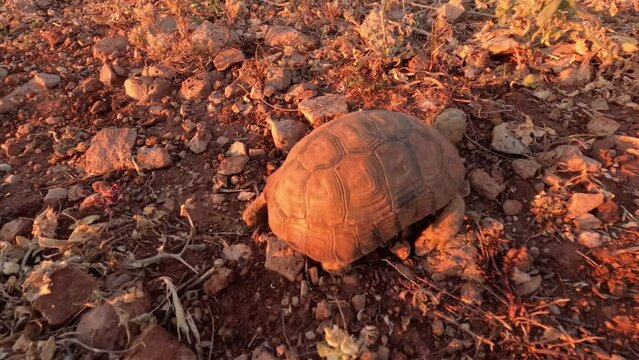 Enchanting Tortoise Strolling in Nature: Captivating Close-Up of a Beautiful Wild Tortoise Enjoying a Slow Life in Its Natural Habitat. Slow Living. Morocco.
