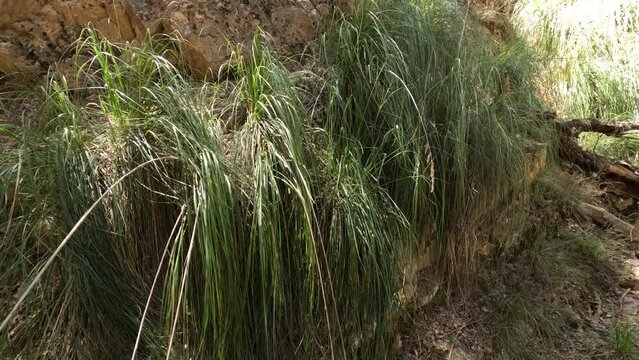 Ampelodesmos Mauritanicus, a hardy perennial herb with decumbent or erect stems, belongs to the Poaceae family. Explore its tenacity and beauty in the wild.